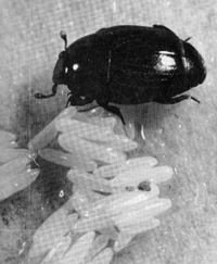 Hesteric Insect
